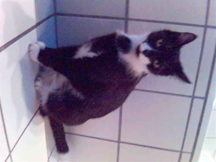 Huskat Cleo billede 2