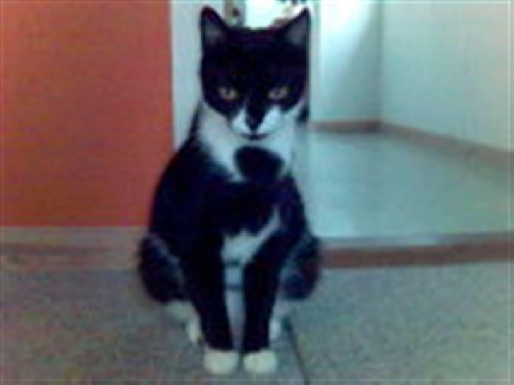 Huskat Cleo billede 3