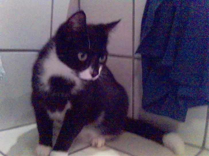 Huskat Cleo billede 4