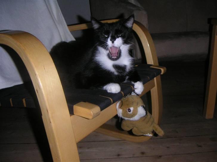 Huskat Cleo billede 6