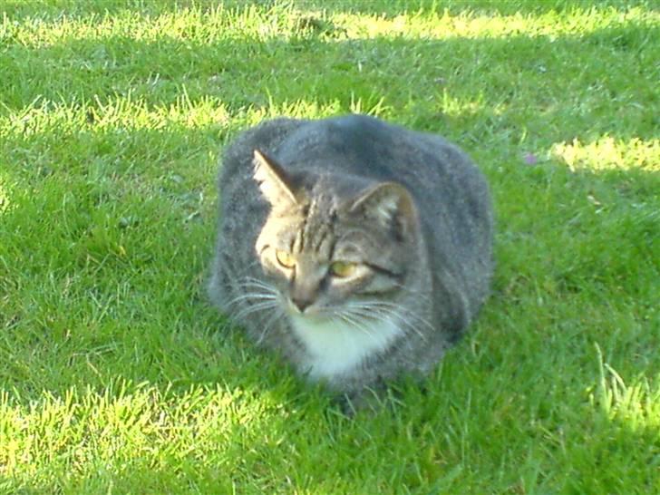 Huskat Misser - Det hyggelige, fugtige græs :] billede 1