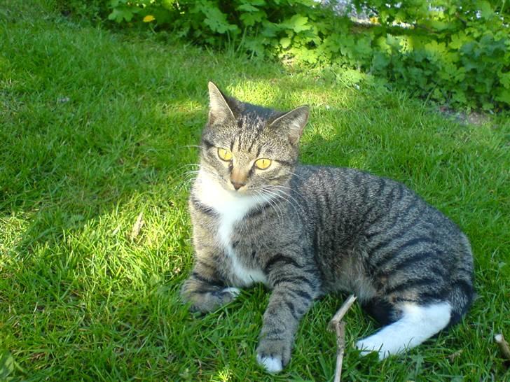 Huskat Misser - Bar´ fla´ u´ xD billede 2