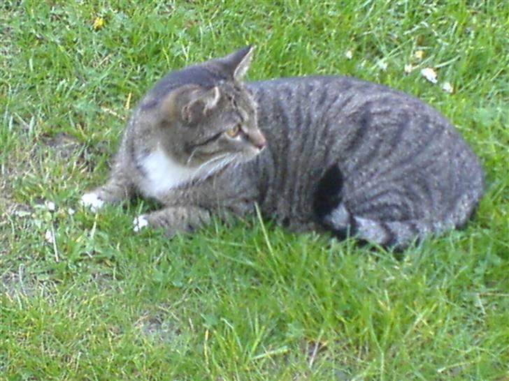 Huskat Misser - Døren smækkede. Ret sky? /; billede 3