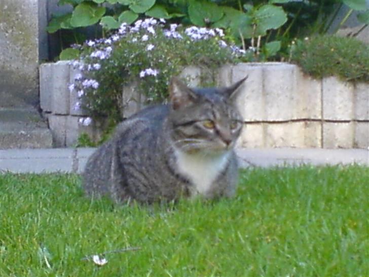 Huskat Misser - RELAX XD billede 4