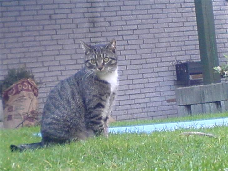 Huskat Misser - Han så naboens killing ;D billede 5