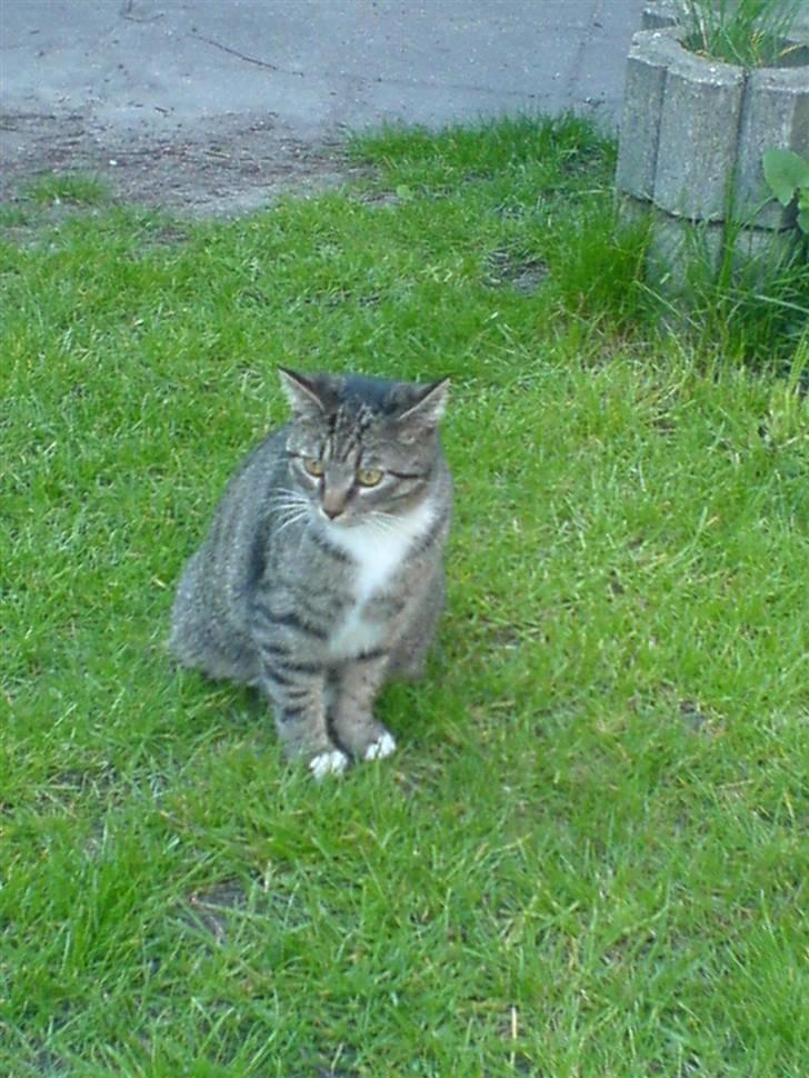 Huskat Misser - SUPERMAND XD billede 6