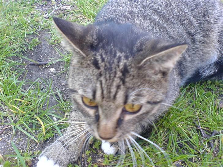 Huskat Misser - Zoom på miin lille misser xD billede 7