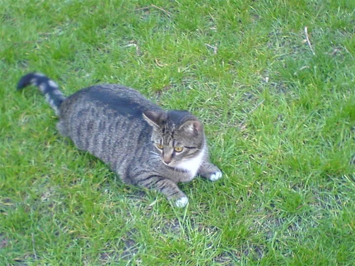 Huskat Misser - Afslapning :] billede 8