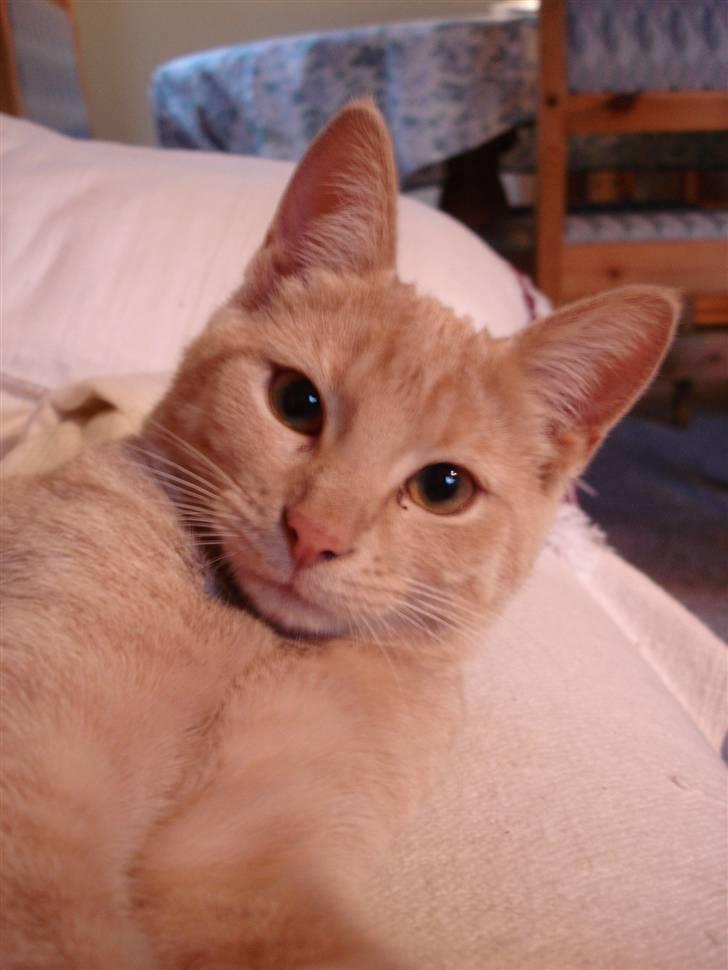 Blanding af racer Misse billede 2