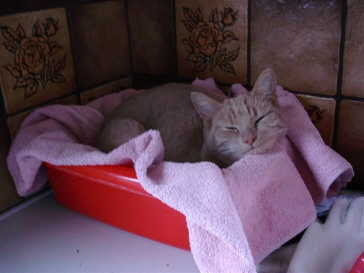 Blanding af racer Misse - Her er Misses yndlings-sovested!!! billede 3