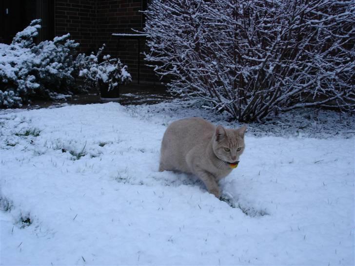 Blanding af racer Misse - Den første sne!!! billede 4