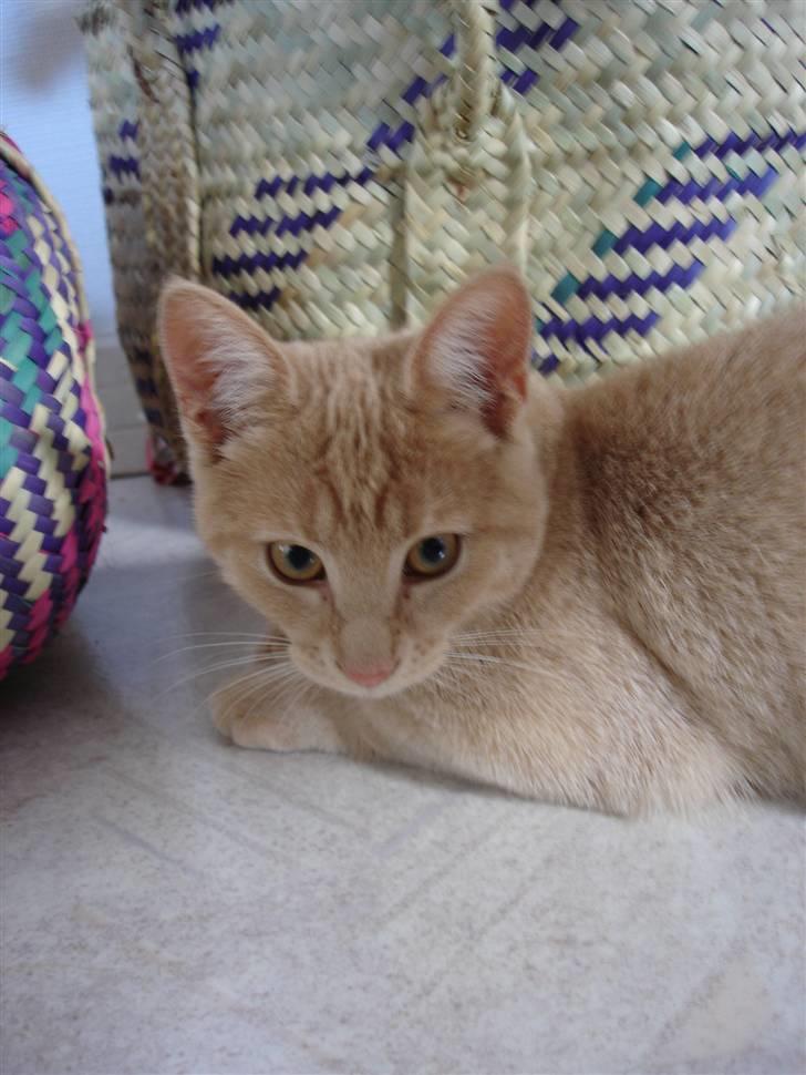 Blanding af racer Misse - Misse da hun var 16 uger billede 5