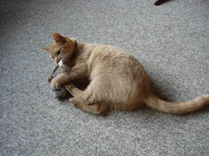 Blanding af racer Misse - "Rotten" er hendes julegave billede 6