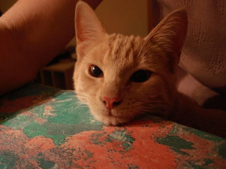 Blanding af racer Misse billede 7