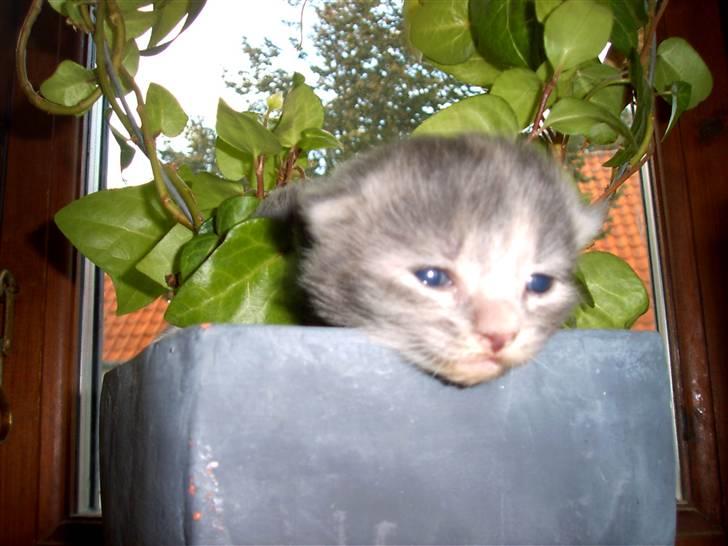 Huskat Findus. billede 1