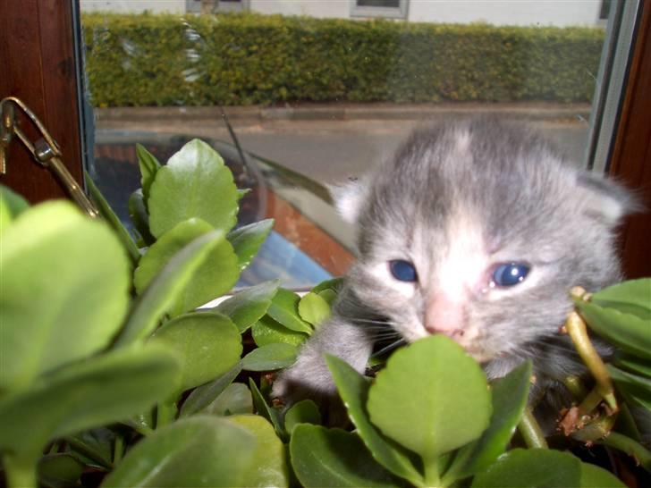 Huskat Findus. billede 2