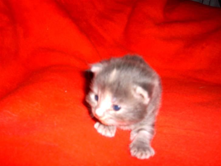 Huskat Findus. billede 3