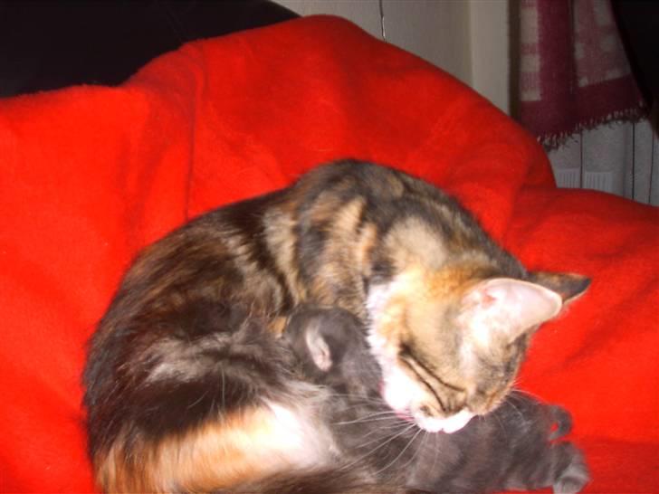 Huskat Findus. billede 4