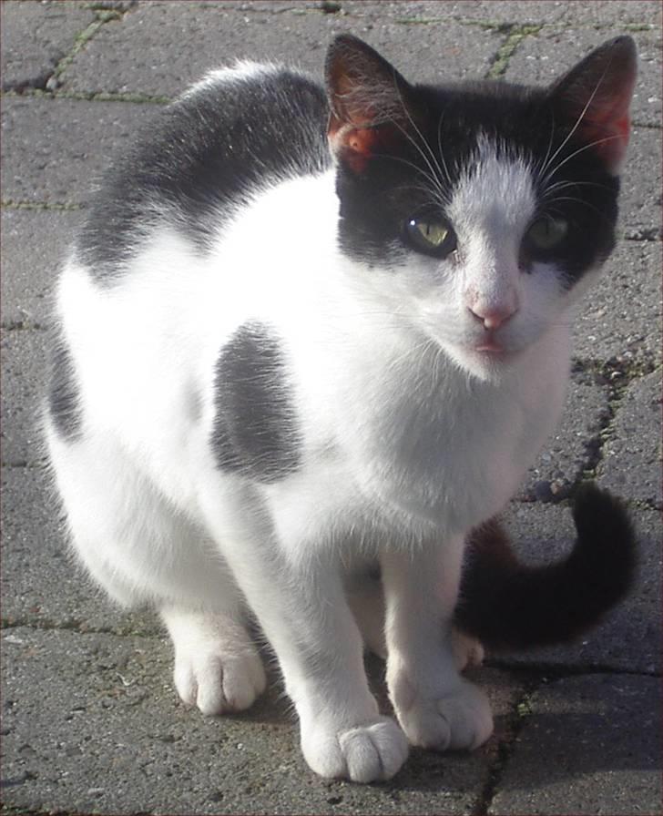 Huskat Snehvide - Velkommen til Snehvides profil :) billede 1