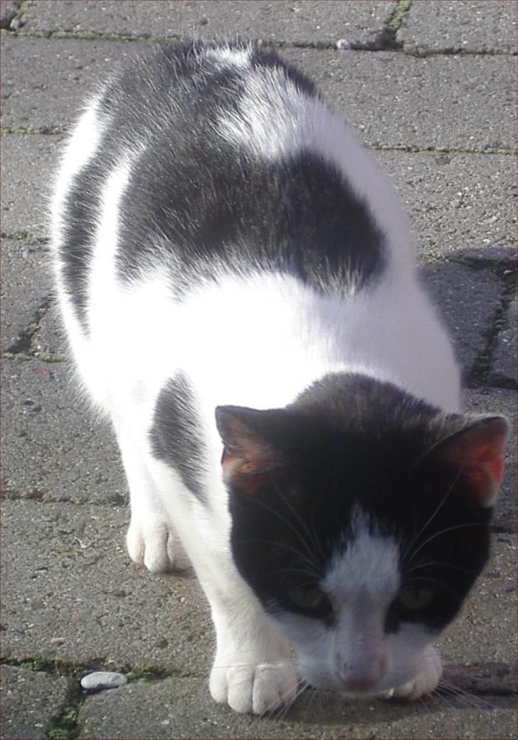 Huskat Snehvide billede 2