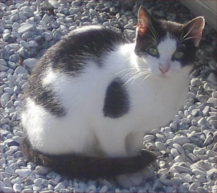 Huskat Snehvide billede 3