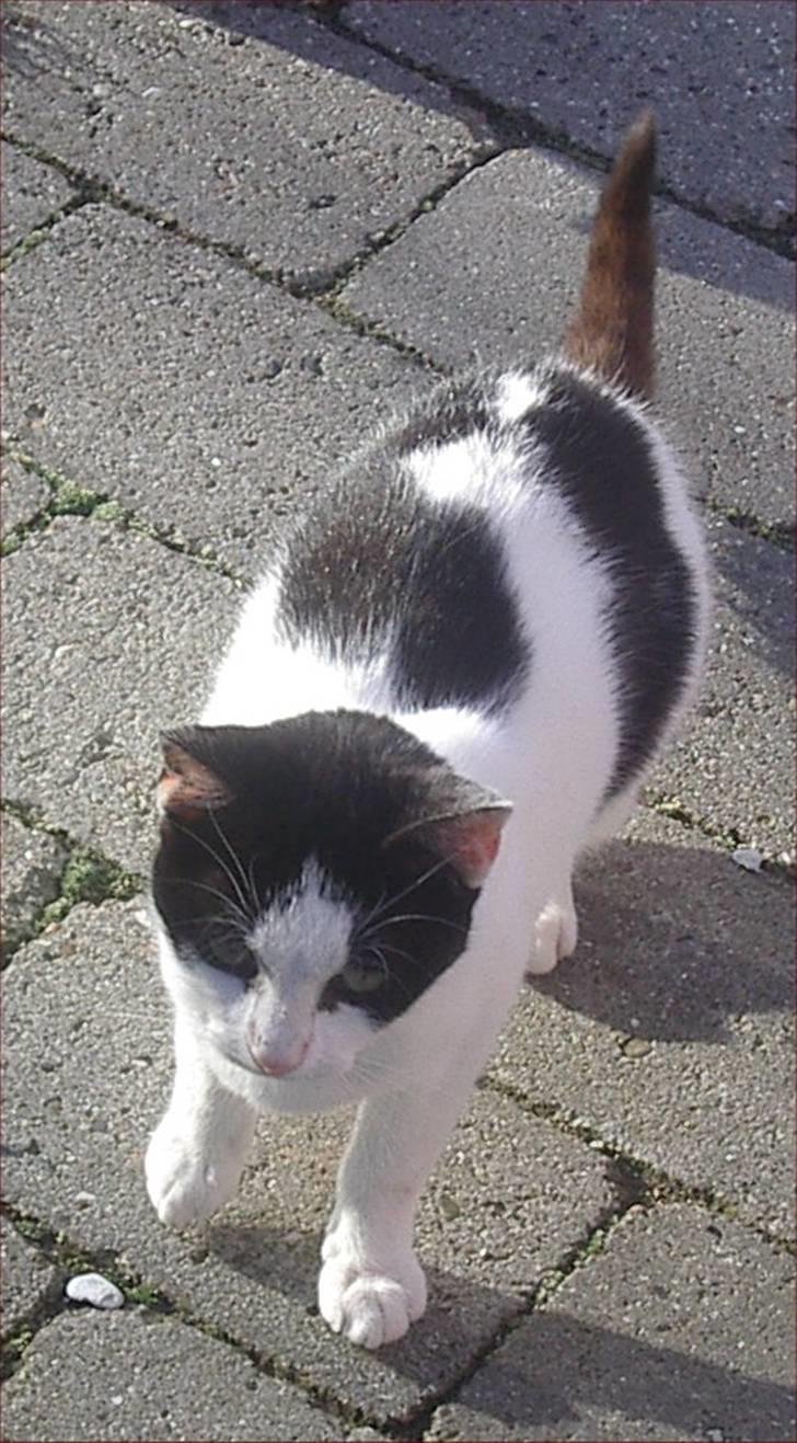 Huskat Snehvide billede 4