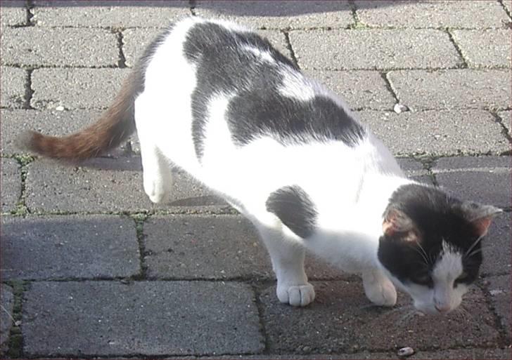 Huskat Snehvide billede 5