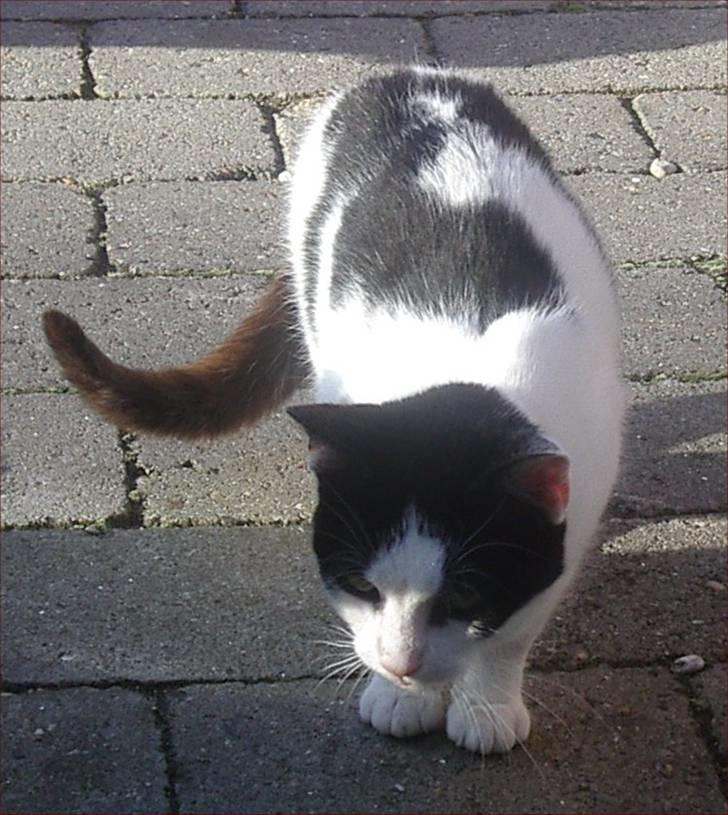 Huskat Snehvide billede 6