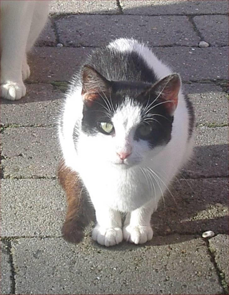 Huskat Snehvide billede 7