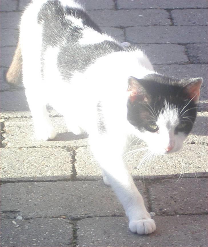 Huskat Snehvide billede 8