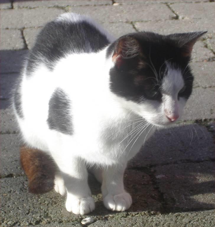 Huskat Snehvide billede 9