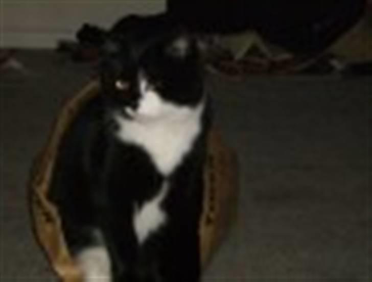 Blanding af racer Bøhh billede 8