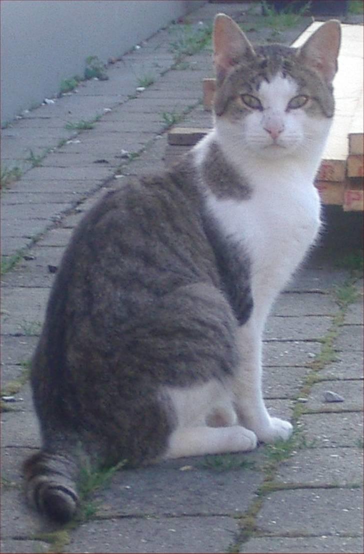 Huskat Adolf billede 1