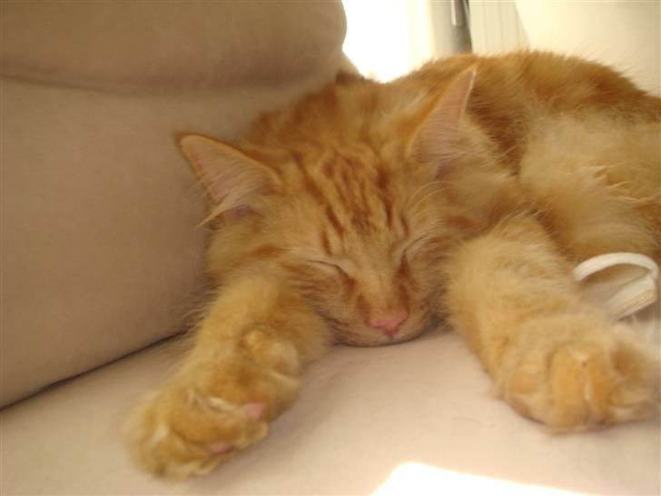 Norsk Skovkat Bailey billede 1