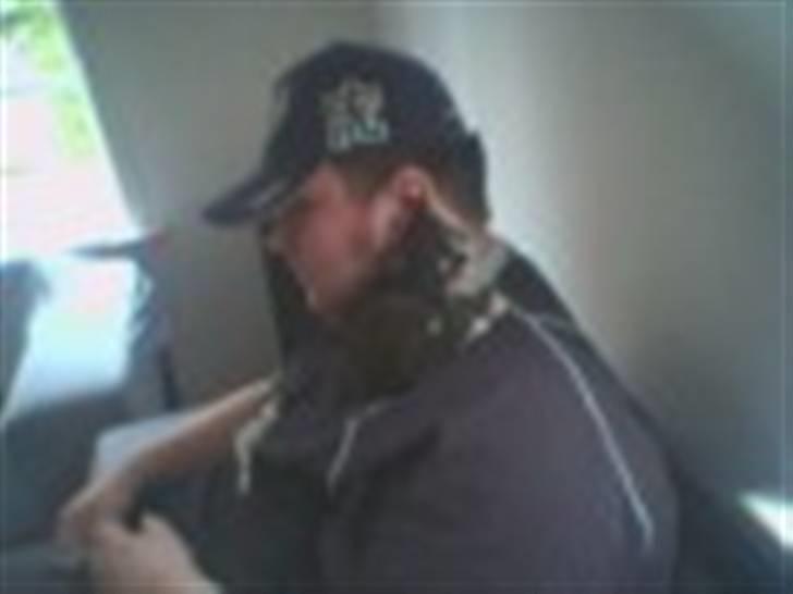 Blanding af racer Bøhh billede 12