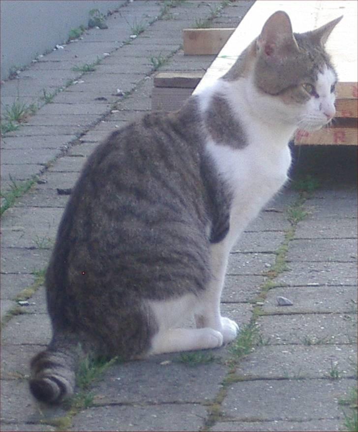 Huskat Adolf billede 2