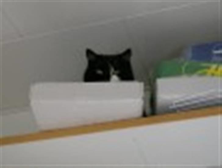 Blanding af racer Bøhh billede 13