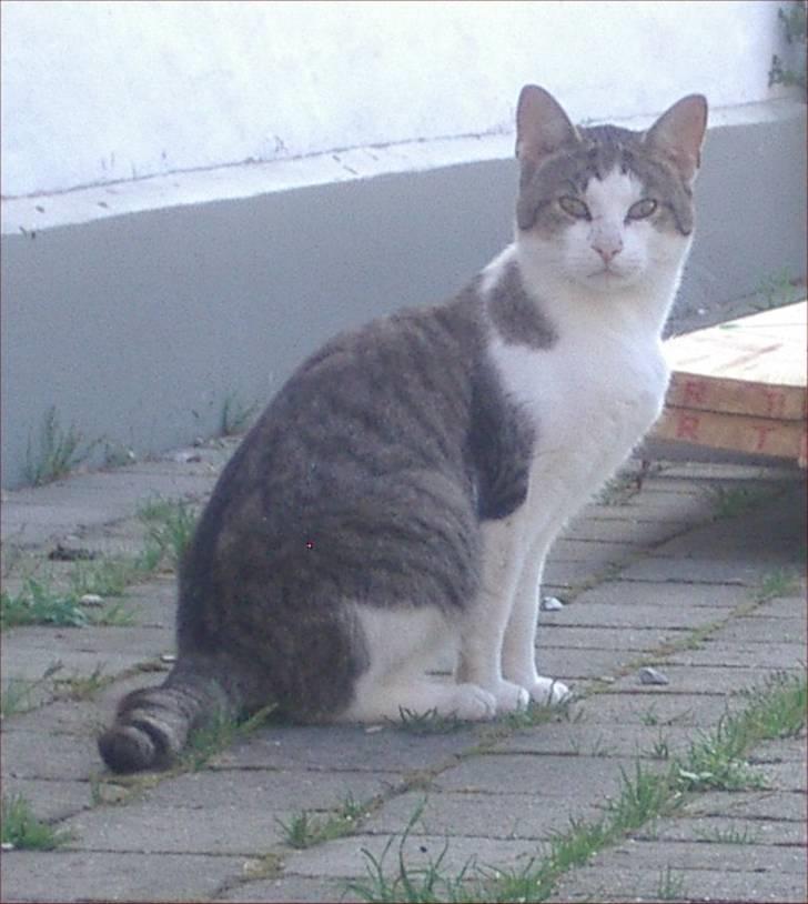 Huskat Adolf billede 3