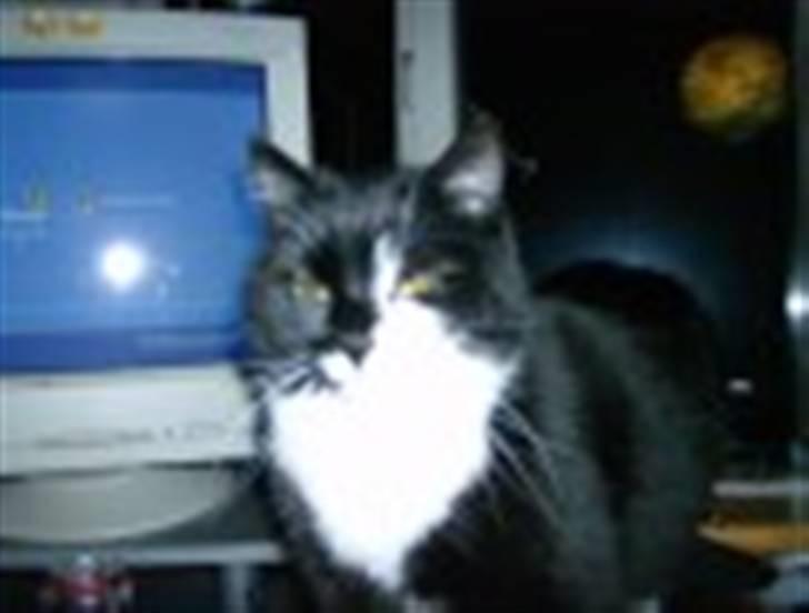 Blanding af racer Bøhh billede 14