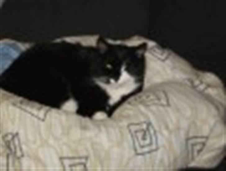 Blanding af racer Bøhh billede 15