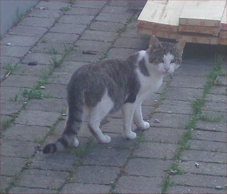 Huskat Adolf billede 4