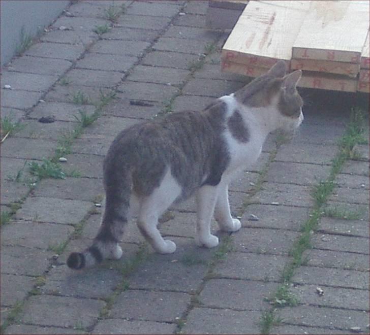 Huskat Adolf billede 5