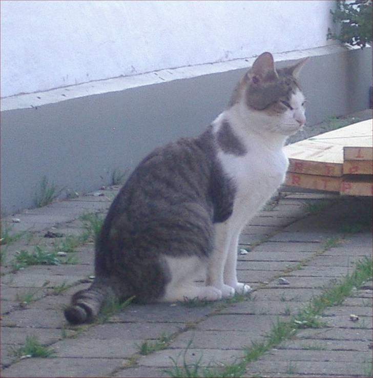 Huskat Adolf billede 6