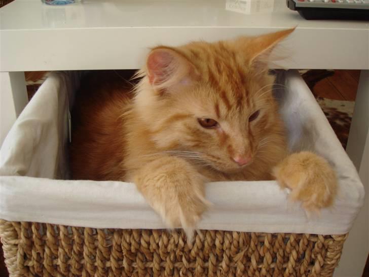 Norsk Skovkat Bailey billede 2