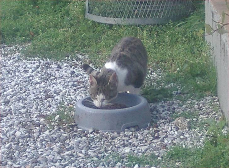 Huskat Adolf billede 7