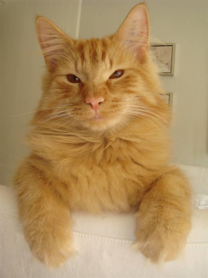 Norsk Skovkat Bailey billede 3