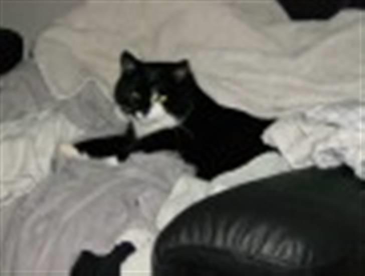 Blanding af racer Bøhh billede 16