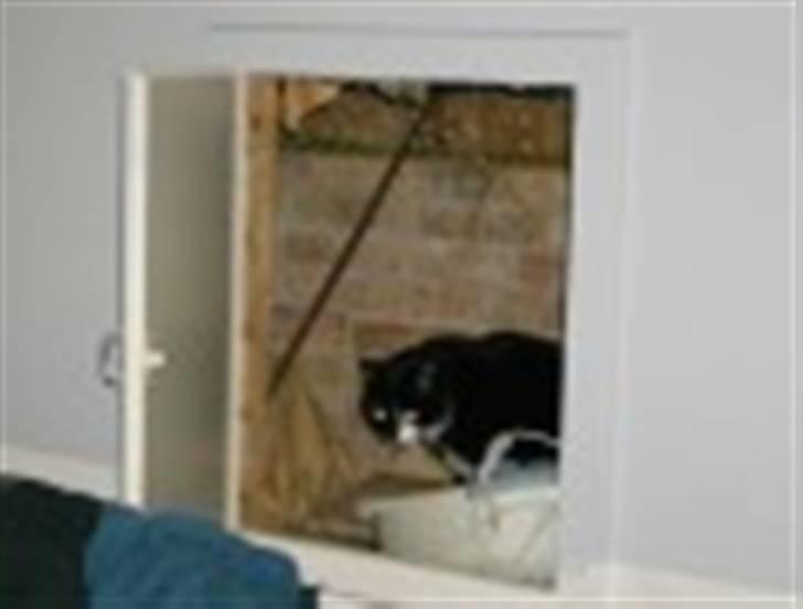 Blanding af racer Bøhh billede 17