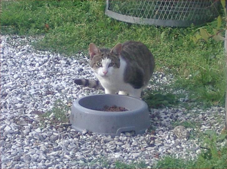 Huskat Adolf billede 8