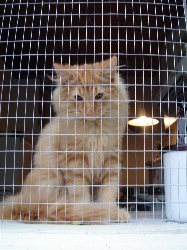 Norsk Skovkat Bailey billede 4